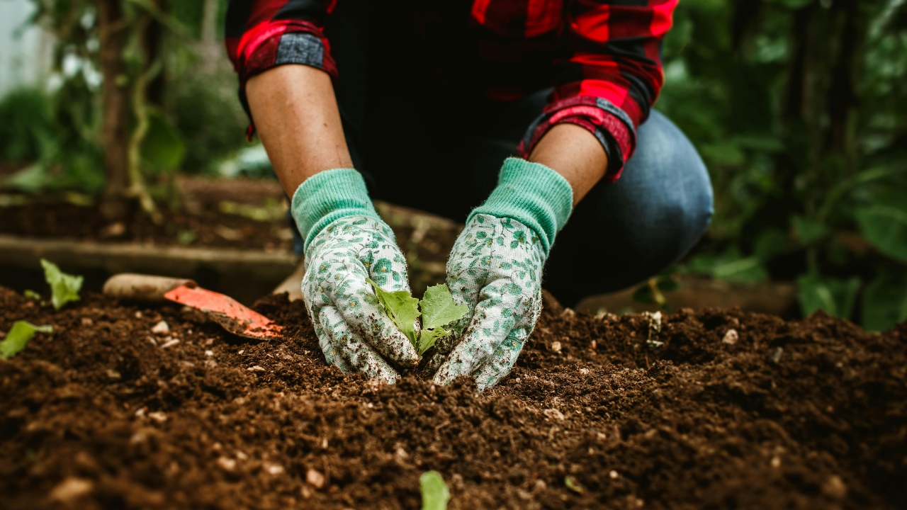 Best Ingredients to Add to Your Garden Soil Today